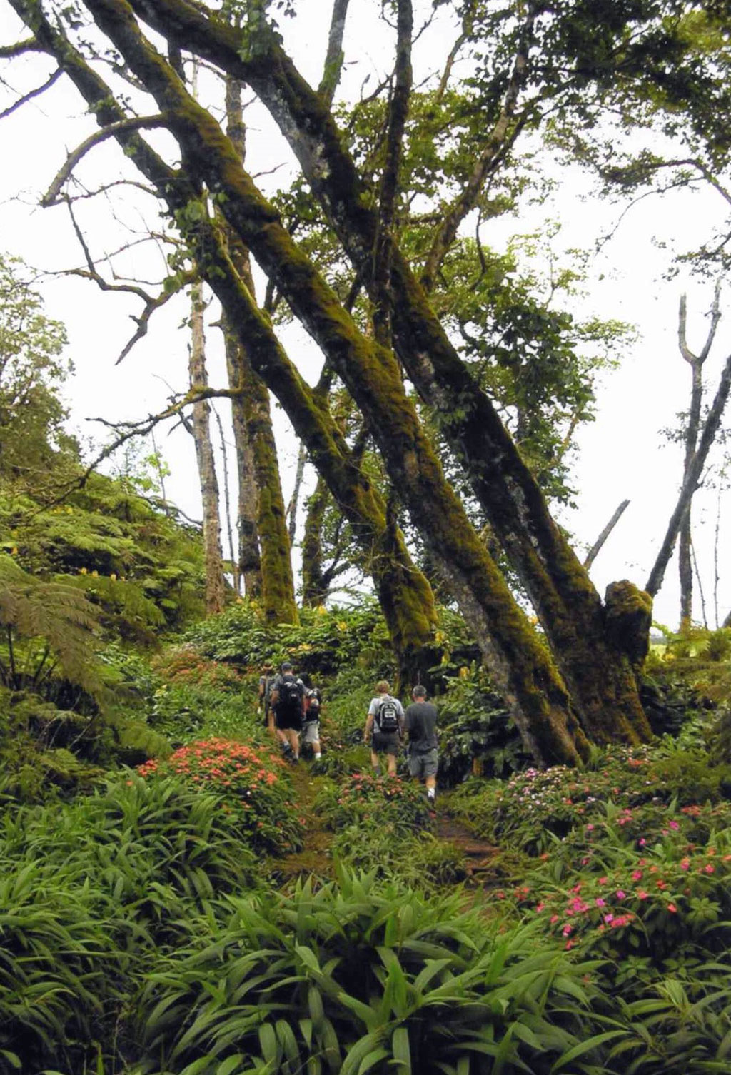 View of hikers on Hamakua Ditch Trail from below