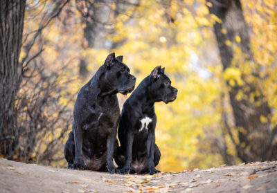 Two Cane Corso dogs sitting on a log