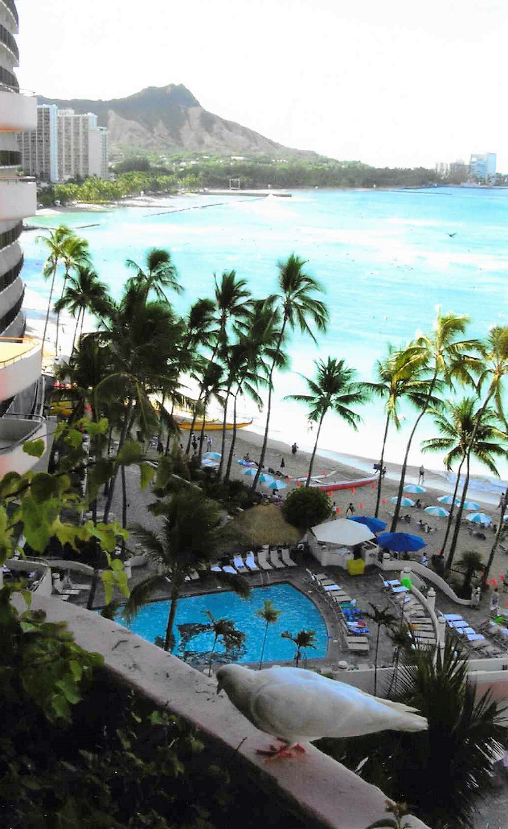 View of ocean, beach, palm trees in Waikiki from a high balcony. In foreground, a pigeon