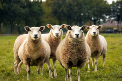 Four sheep staring into the camera