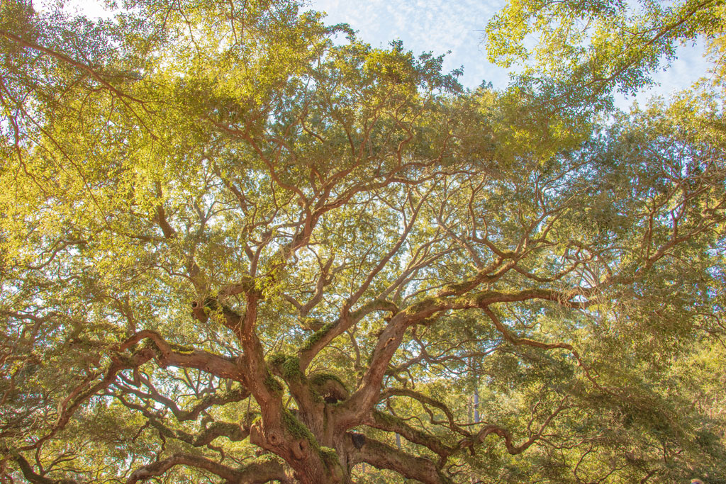 live oak tree with sunlight behind branches