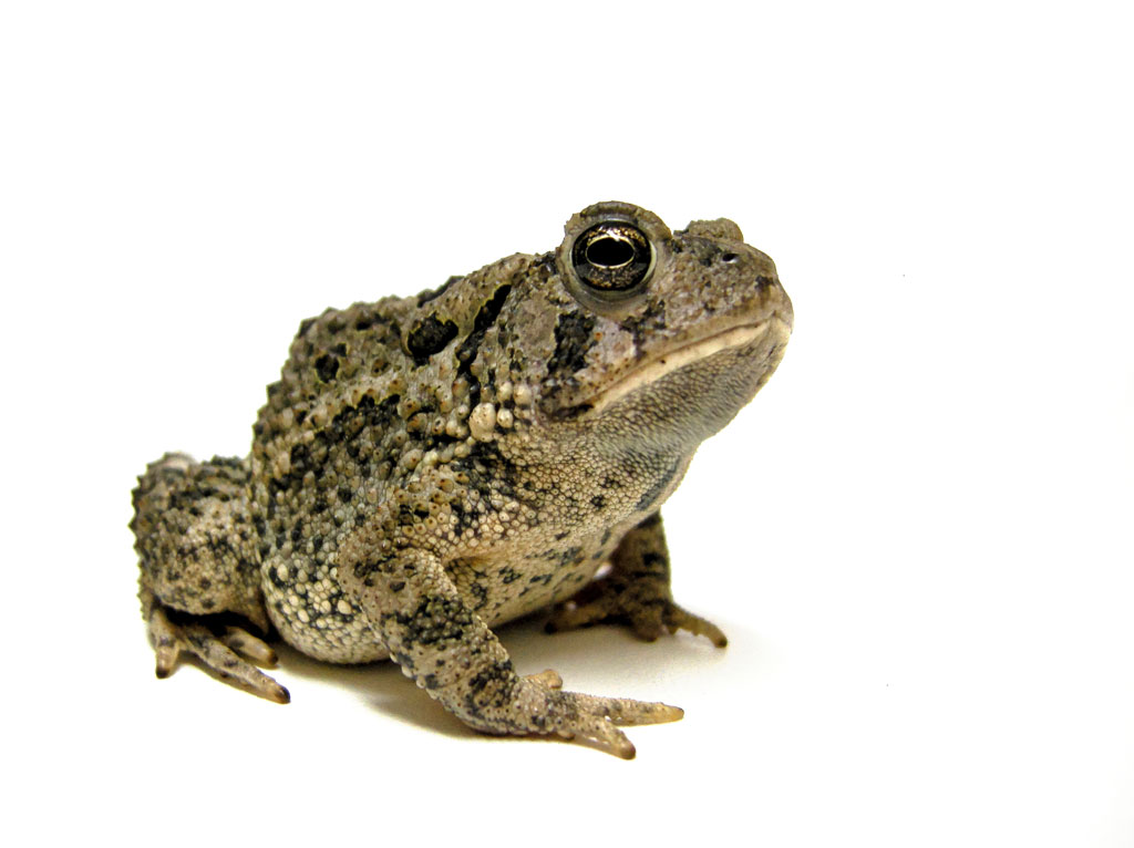 green toad isolated on white background