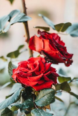 Red roses growing on a vine