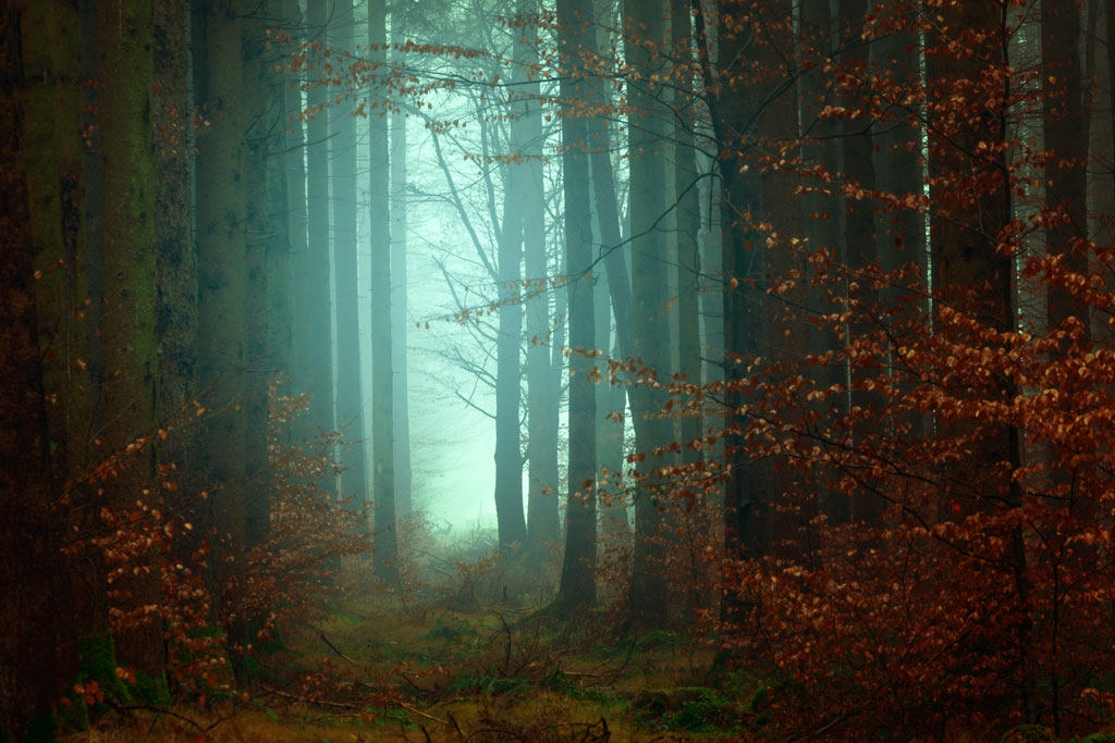 A forest in foggy light