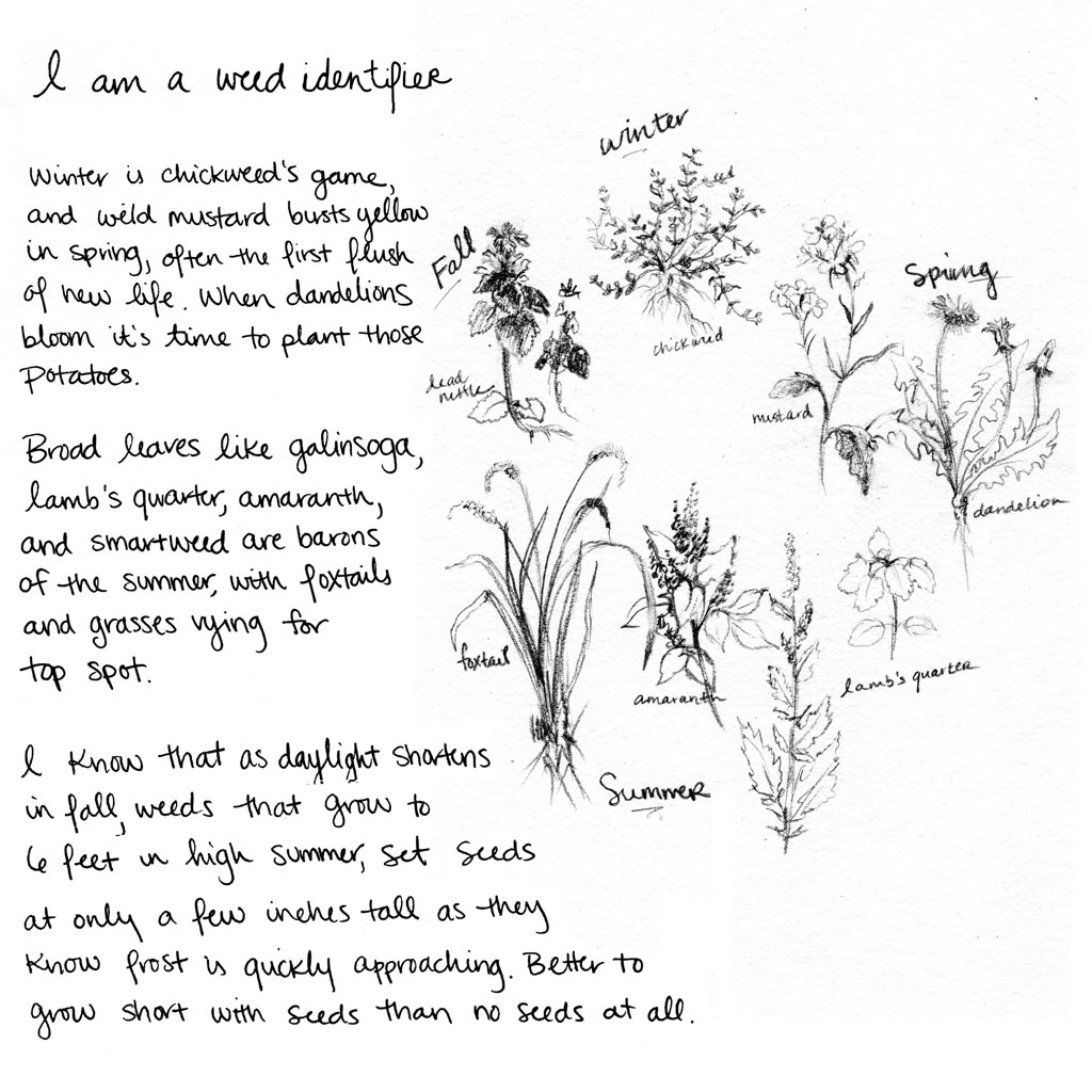 I am a weed identifier. Winter is chickweed's game, and wild mustard bursts in yellow in spring, often the first flush of new life. When dandelions bloom it's time to plant those potatoes. Broad leaves like galinsoga, lambs quarter, amaranth, and smartweed are barons of the summer, with foxtails and grasses vying for top spot. I know that as daylight shortens in fall, weeds that grow to 6 feet in high summer, set seeds at only a few inches tall as they know frost is quickly approaching. Better to grow short with seeds than no seeds at all. 