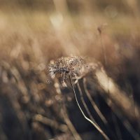 withered grey dandelion