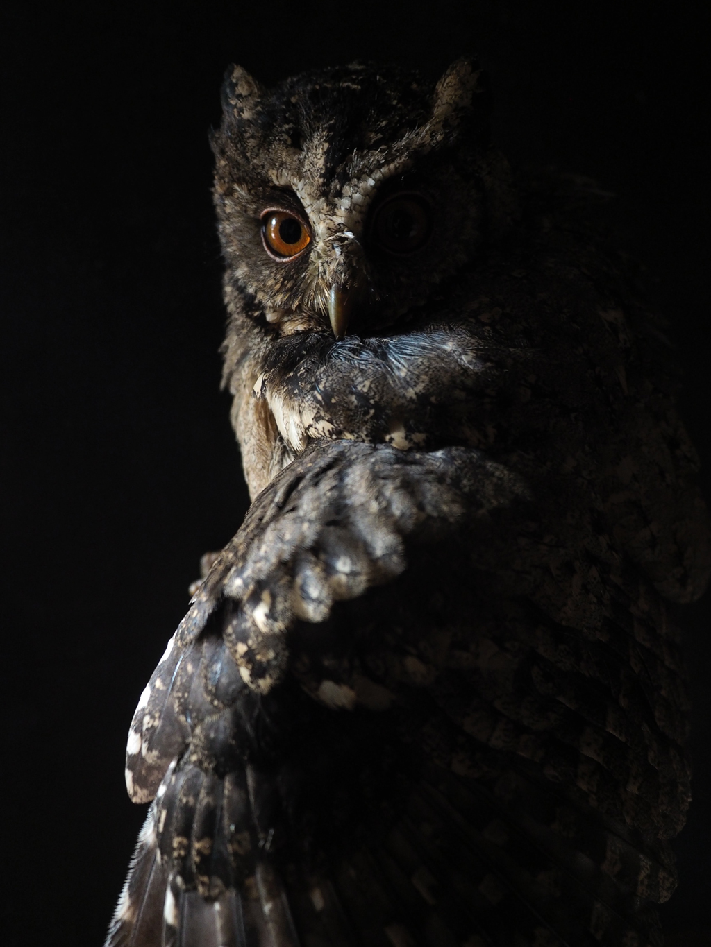 owl against black background