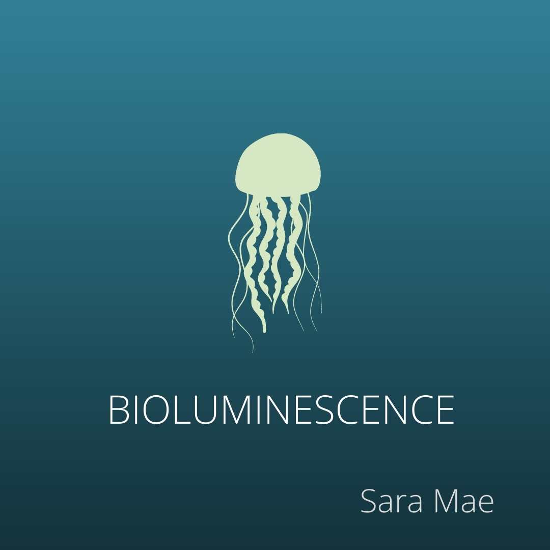 BIOLUMINESCENCE  by Sara Mae
