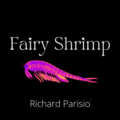 FAIRY SHRIMP by Richard Parisio
